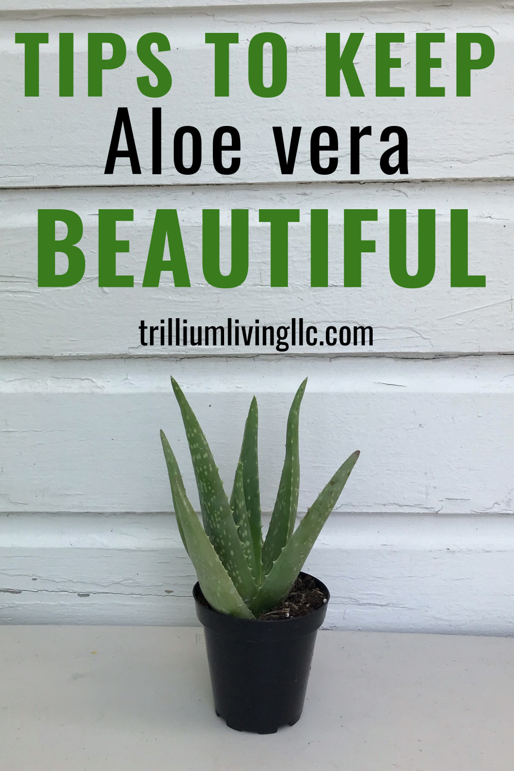 How To Keep Your Aloe vera Beautiful -   14 plants House healthy ideas