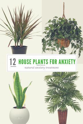 12 Most Powerful House Plants for Anxiety and Stress -   14 plants House healthy ideas