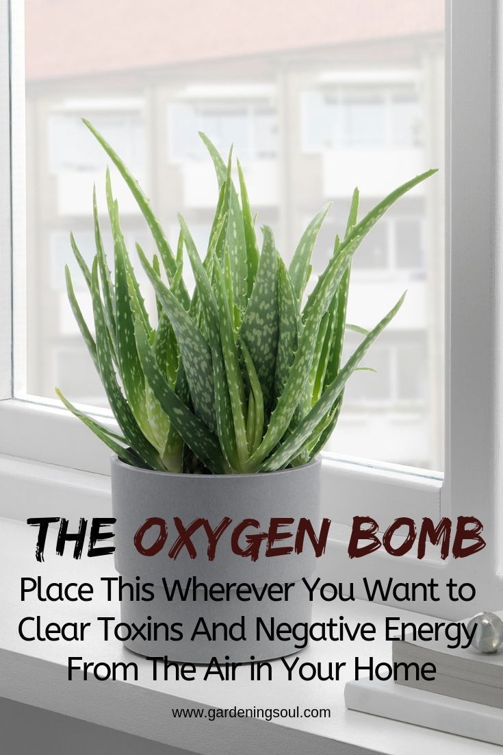 The Oxygen Bomb: Place This Wherever You Want to Clear Toxins And Negative Energy From The Air in Your Home -   14 plants House healthy ideas