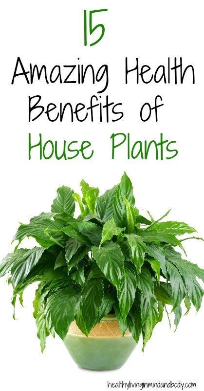 14 plants House healthy ideas