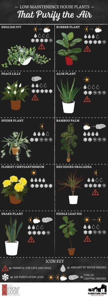 Top Ten House Plants Guide - The Front Door By Furniture Row -   14 plants House healthy ideas