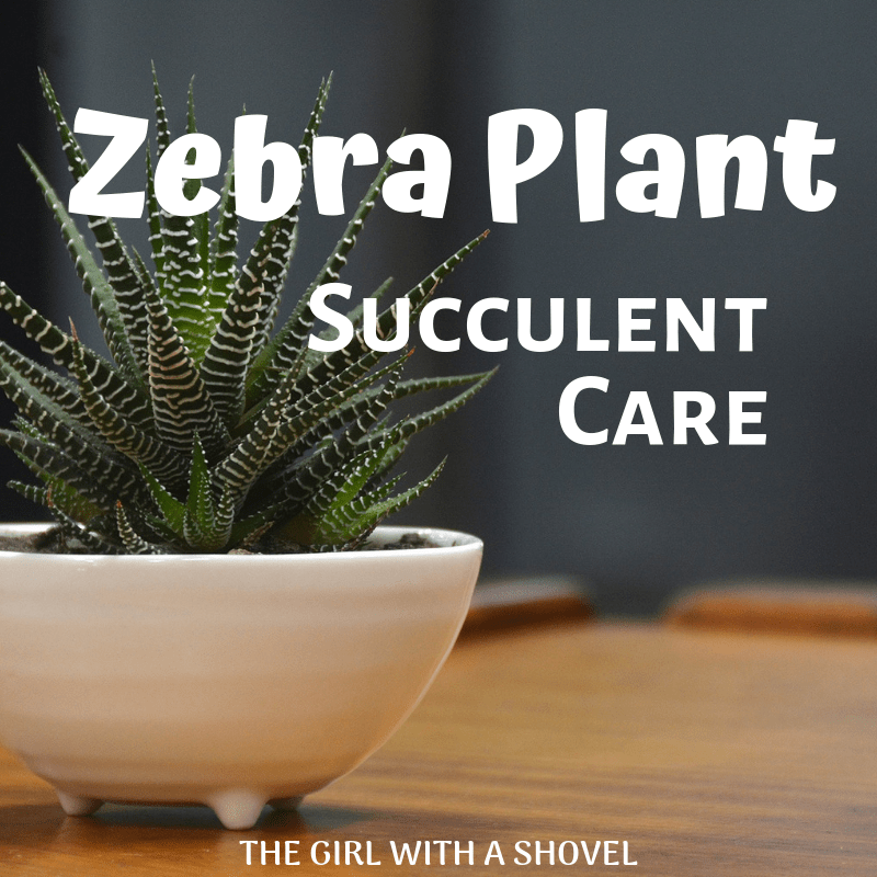 Zebra Plant Succulent Care | The Girl with a Shovel -   14 plants Succulent fun ideas