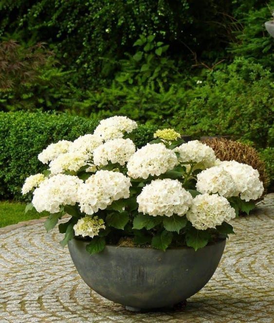 Caring Tips For Potted Hydrangea Plants -   15 planting Outdoor potted ideas