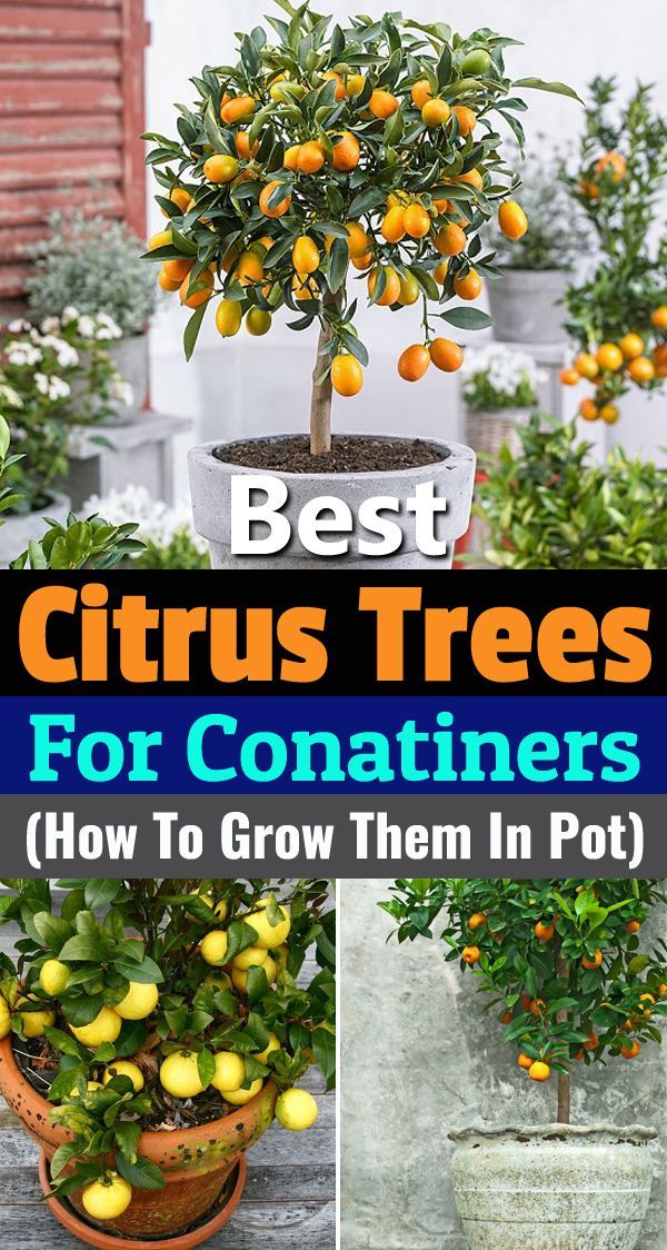 5 Best Citrus Trees For Containers (Growing Citrus In Pots) -   15 planting Outdoor potted ideas