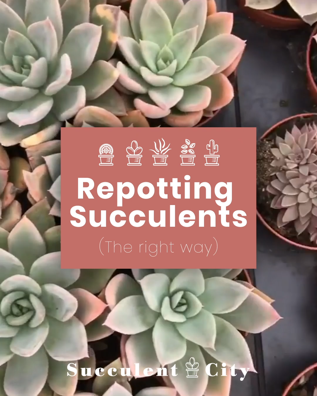 Repotting Succulents! -   15 planting Outdoor potted ideas