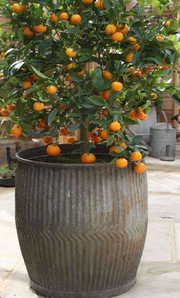 Best Fruits To Grow In Pots -   15 planting Outdoor potted ideas