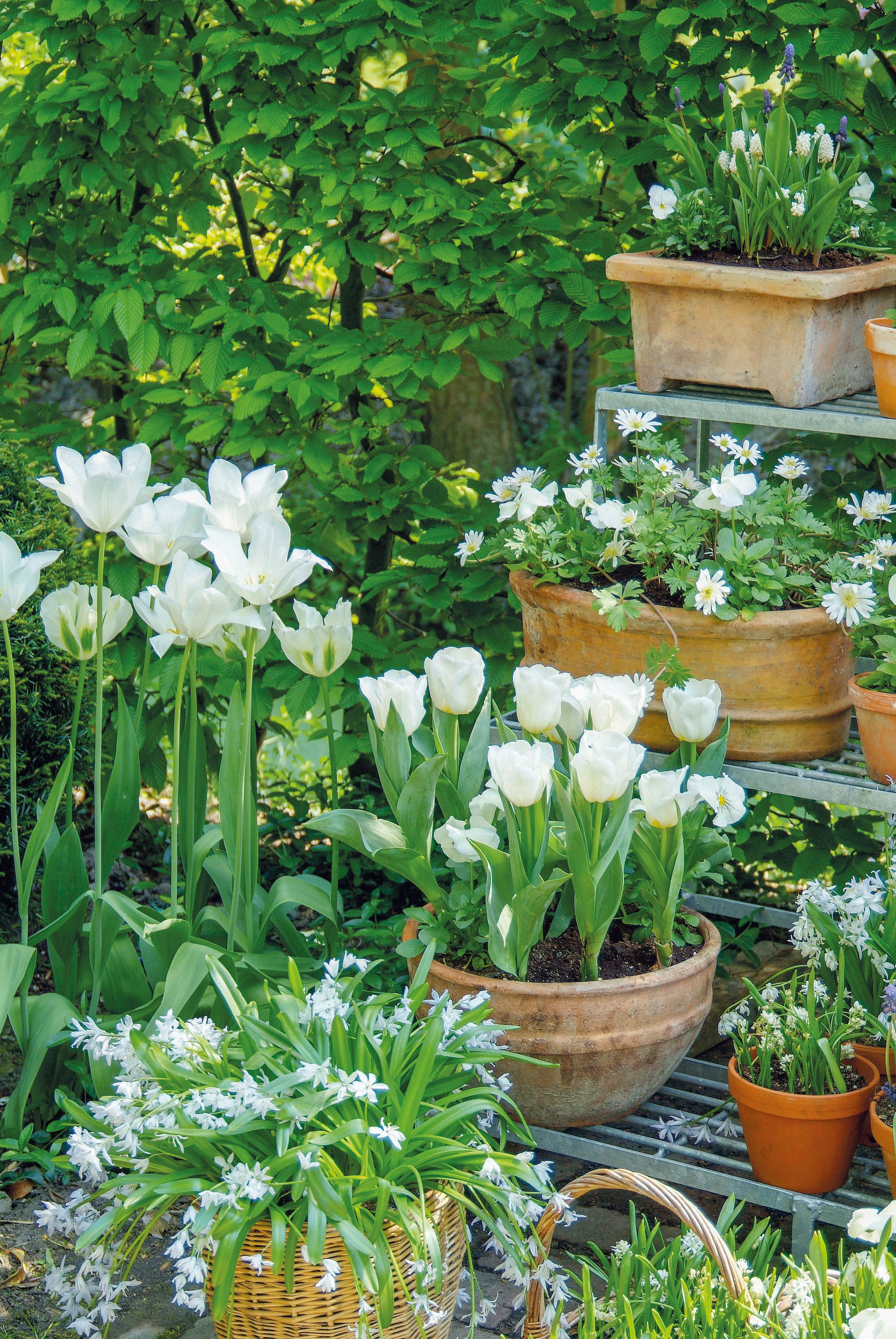 Got a tiny garden? There's lots you can do to improve it. -   16 garden design Flower pots ideas