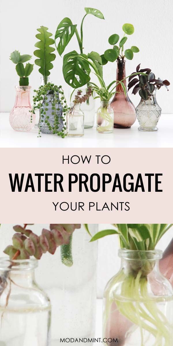 Make New Plants with Water Propagation -   16 plants Growing in water ideas