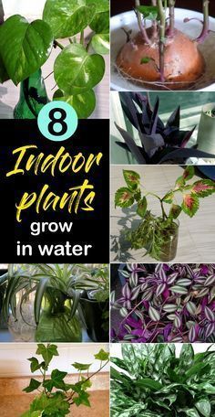 8 Best Indoor plant grow in water -   16 plants Growing in water ideas
