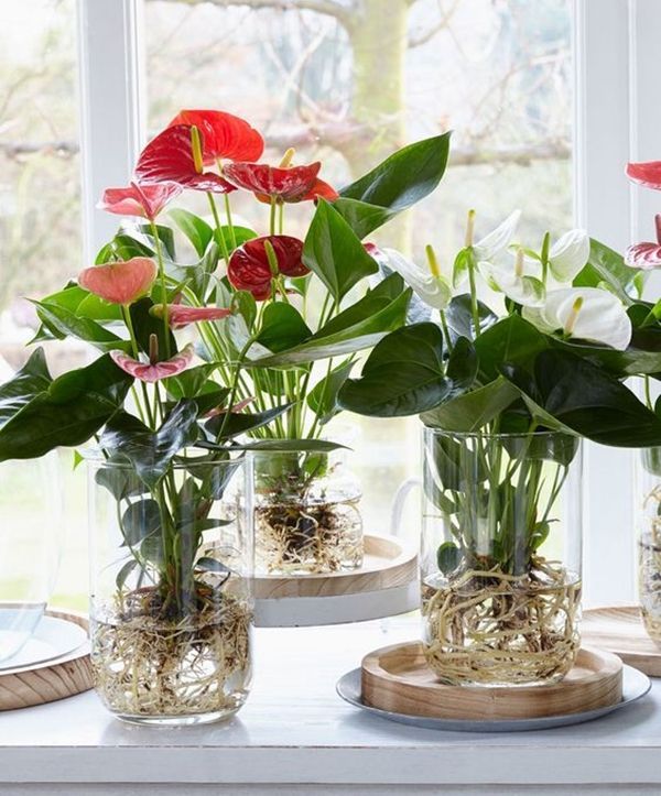 40 Brilliant Indoor Water Garden Ideas -   16 plants Growing in water ideas