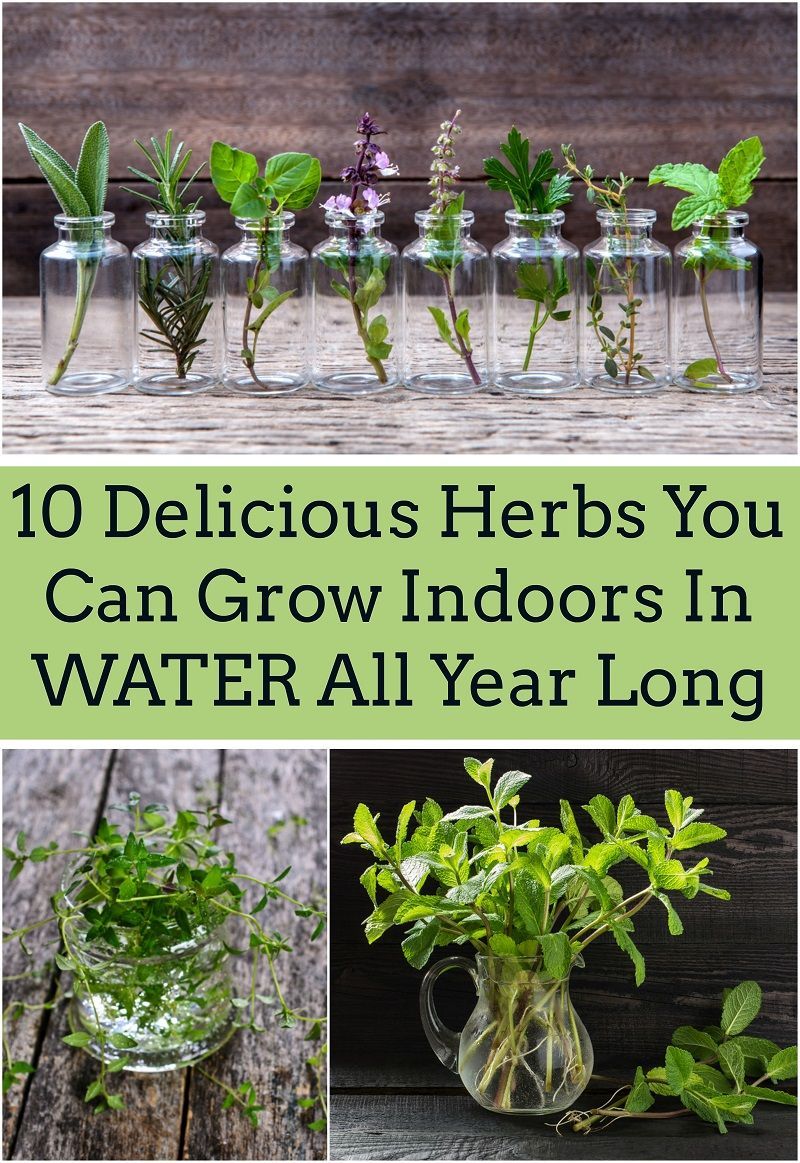 25 Herbs, Vegetables & Plants You Can Grow In Water -   16 plants Growing in water ideas