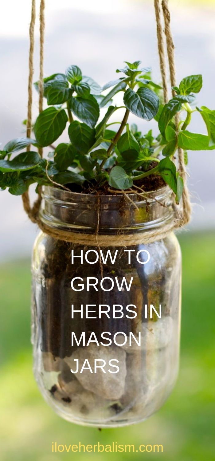Let's Grow Herbs In Mason Jars -   16 plants Growing in water ideas