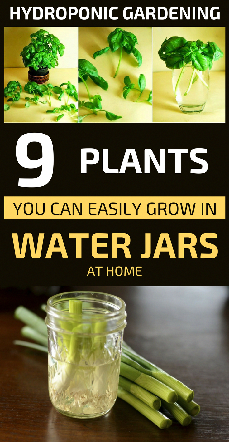 Hydroponic Gardening: 9 Plants You Can Easily Grow In Water Jars At Home -   16 plants Growing in water ideas