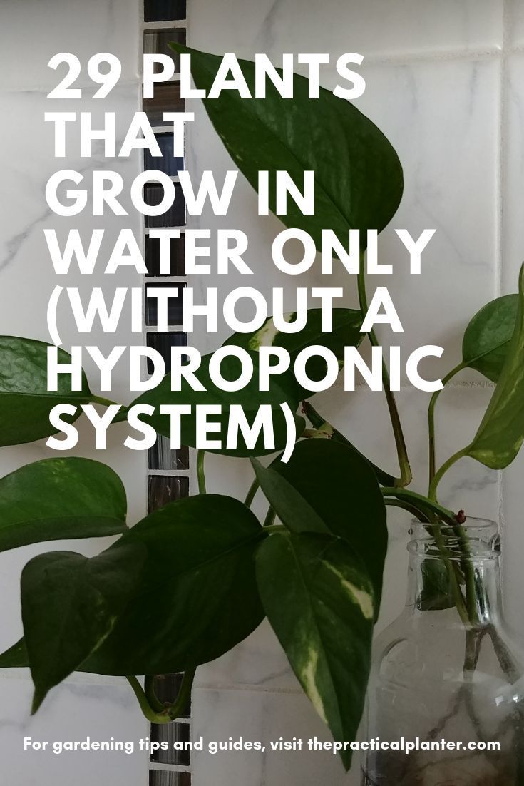 29 Plants That Grow in Water Only (Without a Hydroponic System -   16 plants Growing in water ideas