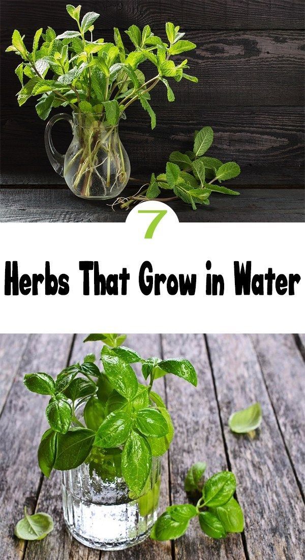 How To Grow Herb Plants In Water -   16 plants Growing in water ideas