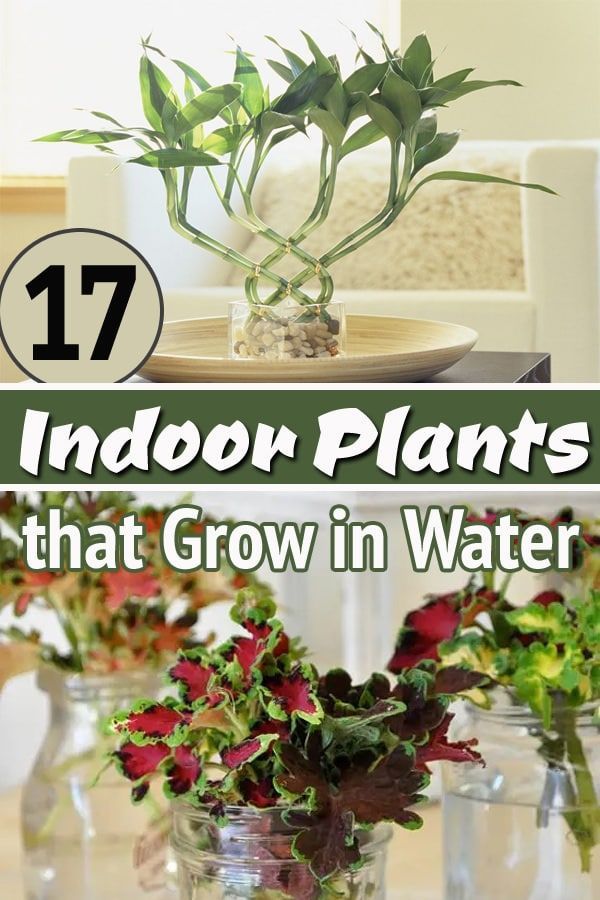 16 Amazing Indoor Plants That Grow In Water -   16 plants Growing in water ideas