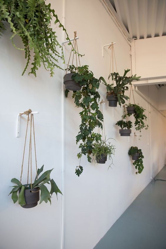40+ Most Hot Hanging Plants Ideas at the End of the Year -   16 plants Hanging crafts ideas