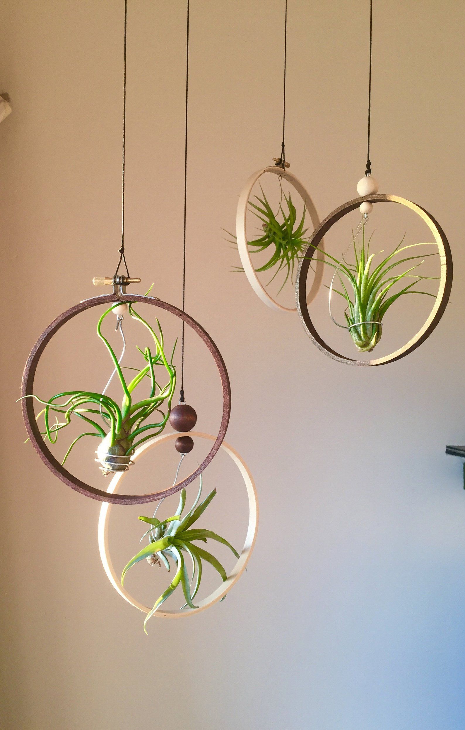 16 plants Hanging crafts ideas