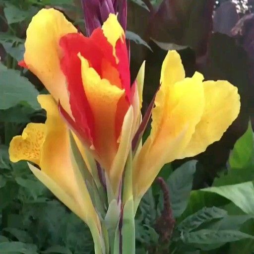 Cleopatra Canna -   17 plants Tropical canna lily ideas