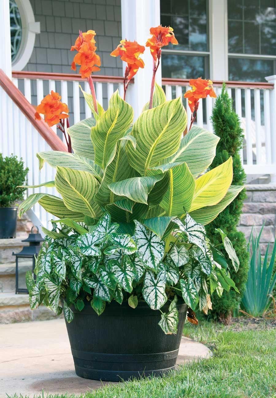 Best Summer Bulbs for Containers Canna lilies are tropical plants with big shiny leaves and brightlycolored orchidlike flowers that attract hummingbirds Cannas are e... -   17 plants Tropical canna lily ideas