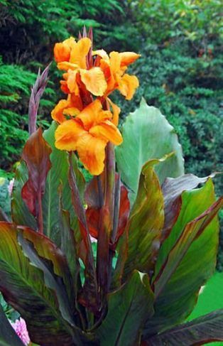 Garden tropical ideas canna lily 22 Best ideas -   17 plants Tropical canna lily ideas