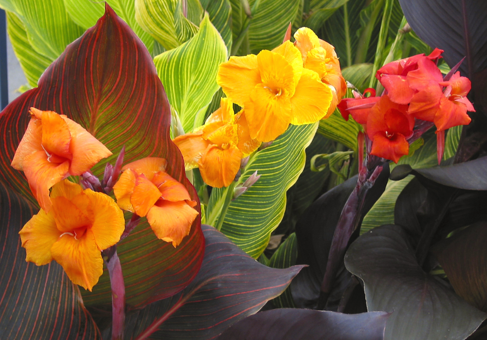 Canna Lilies:  Plant, Grow, Care -   17 plants Tropical canna lily ideas