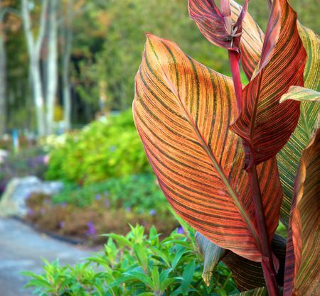 Learn How to Grow Large, Bold Canna Lilies -   17 plants Tropical canna lily ideas
