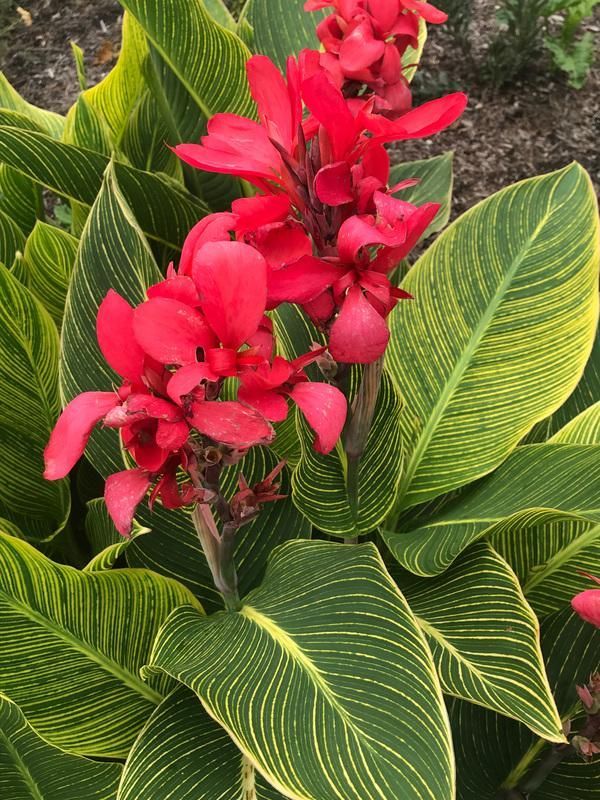 Canna Red Tiger PP 30655 -   17 plants Tropical canna lily ideas