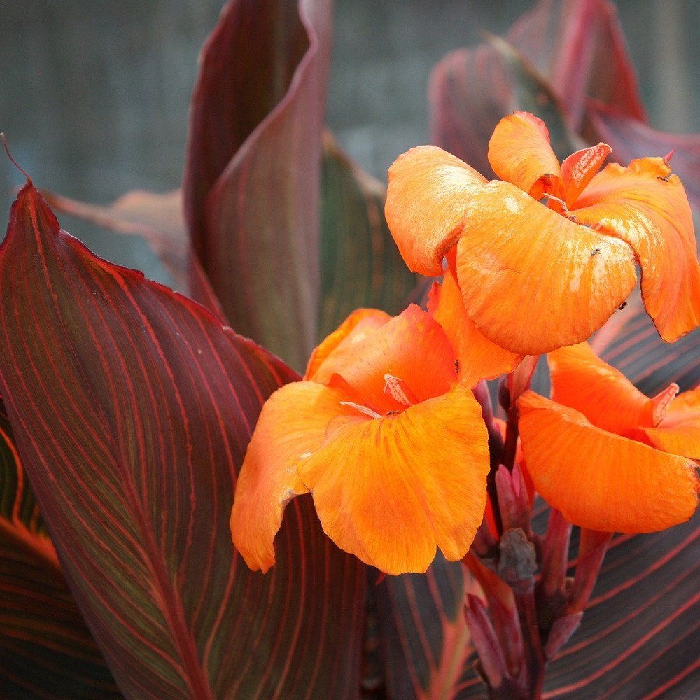 Easy To Grow Bulbs - Buy Flower Bulbs Online! -   17 plants Tropical canna lily ideas