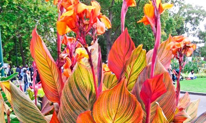 Tropical Variegated Canna Phaison Flower Bulbs (3-Pack) -   17 plants Tropical canna lily ideas