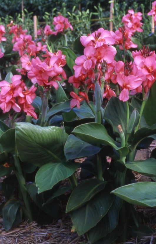 Canna Lily Dwarf Tropical Rose 6