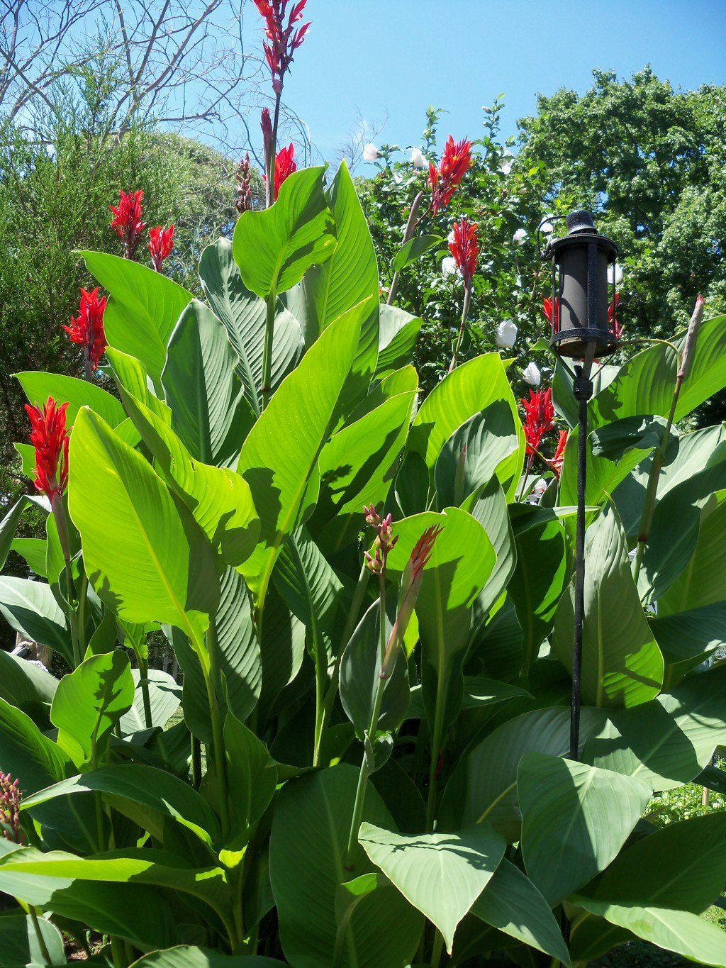 How to Attract Hummingbirds in Your Yard by Planting Canna Lily Lilies in Your Garden -   17 plants Tropical canna lily ideas