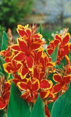 19+ Ideas Garden Tropical Ideas Canna Lily -   17 plants Tropical canna lily ideas
