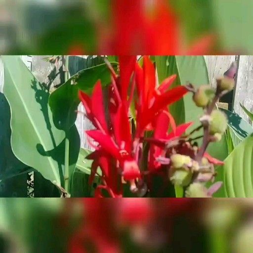 Red Canna -   17 plants Tropical canna lily ideas