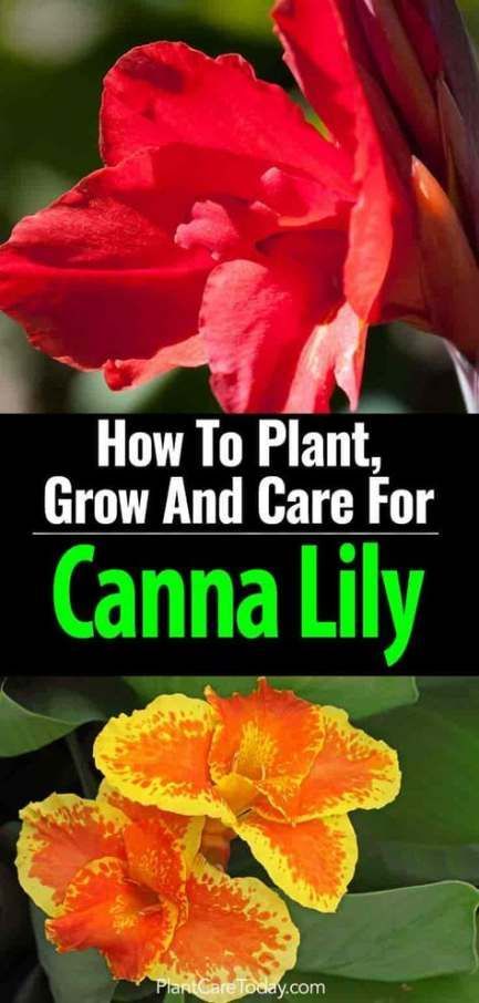 44 Trendy plants tropical canna lily -   17 plants Tropical canna lily ideas