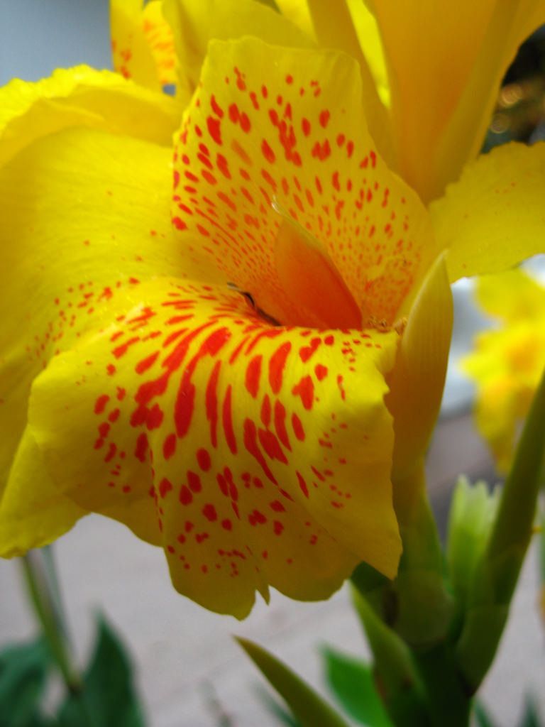 Canna Lily Yellow King Humbert (Bulb 2- 3 Eyes). Bulbs-Give your garden a tropical look ! -   17 plants Tropical canna lily ideas