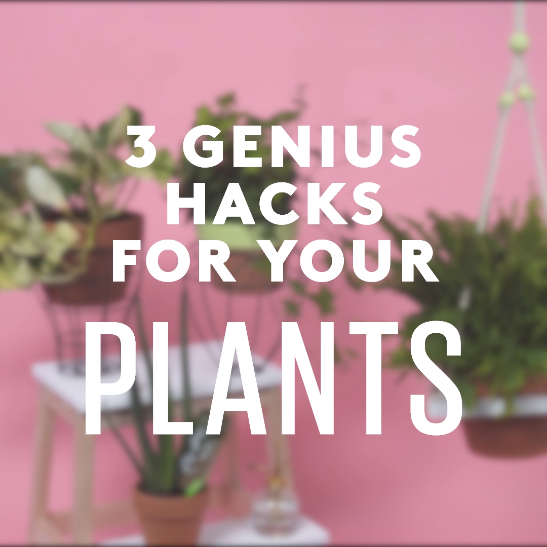 3 Easy Plant Hacks to Bring More Color Into Your Home -   19 plants Decoration design ideas