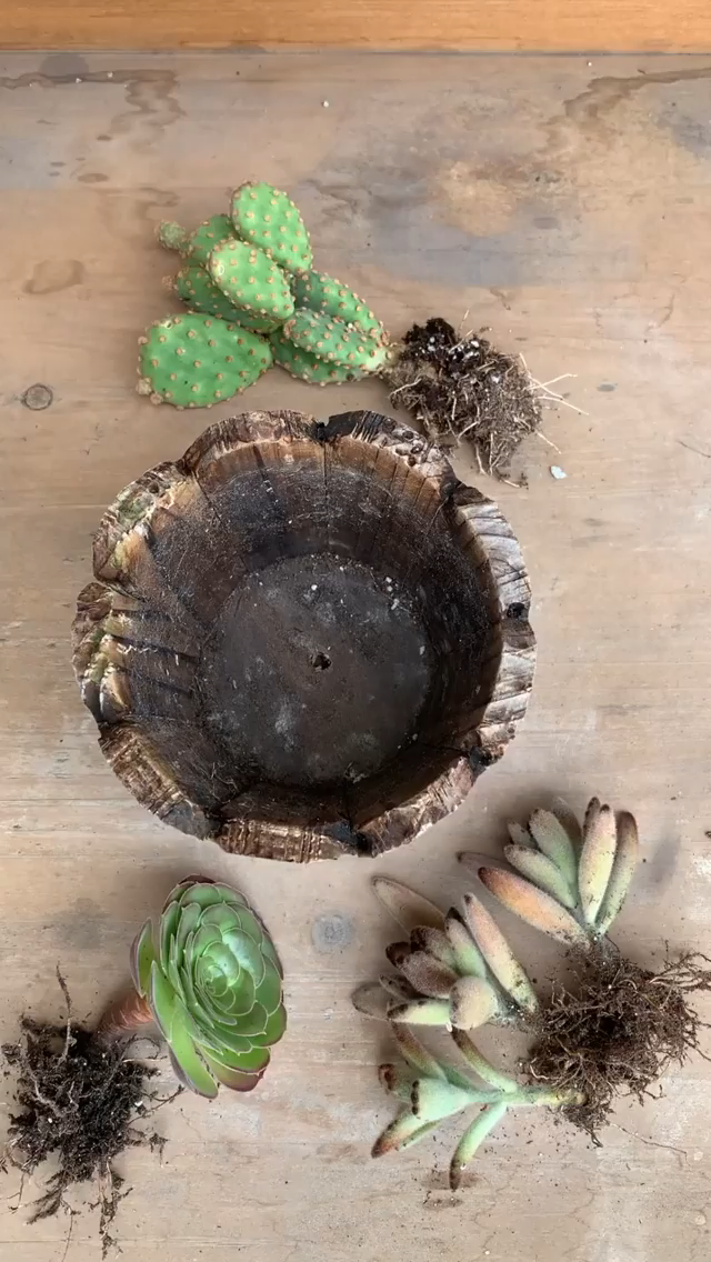 Amazing Succulent Barrel! DIY! -   19 plants Decoration design ideas