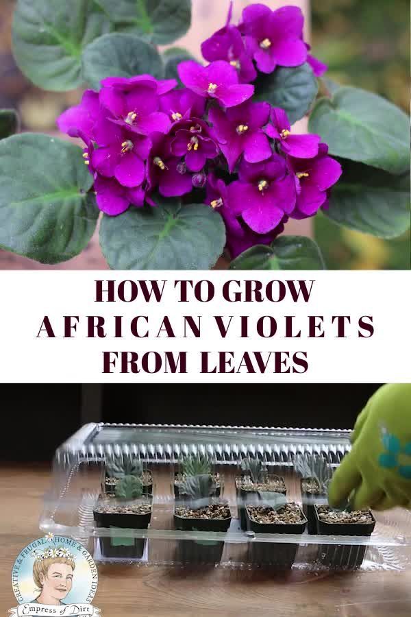 How to Grow African Violets from Leaf Cuttings -   19 plants Decoration design ideas