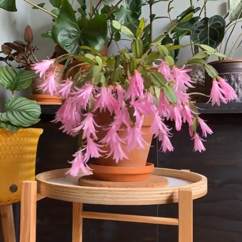 Beautiful Easter Cactus -   19 plants Decoration design ideas