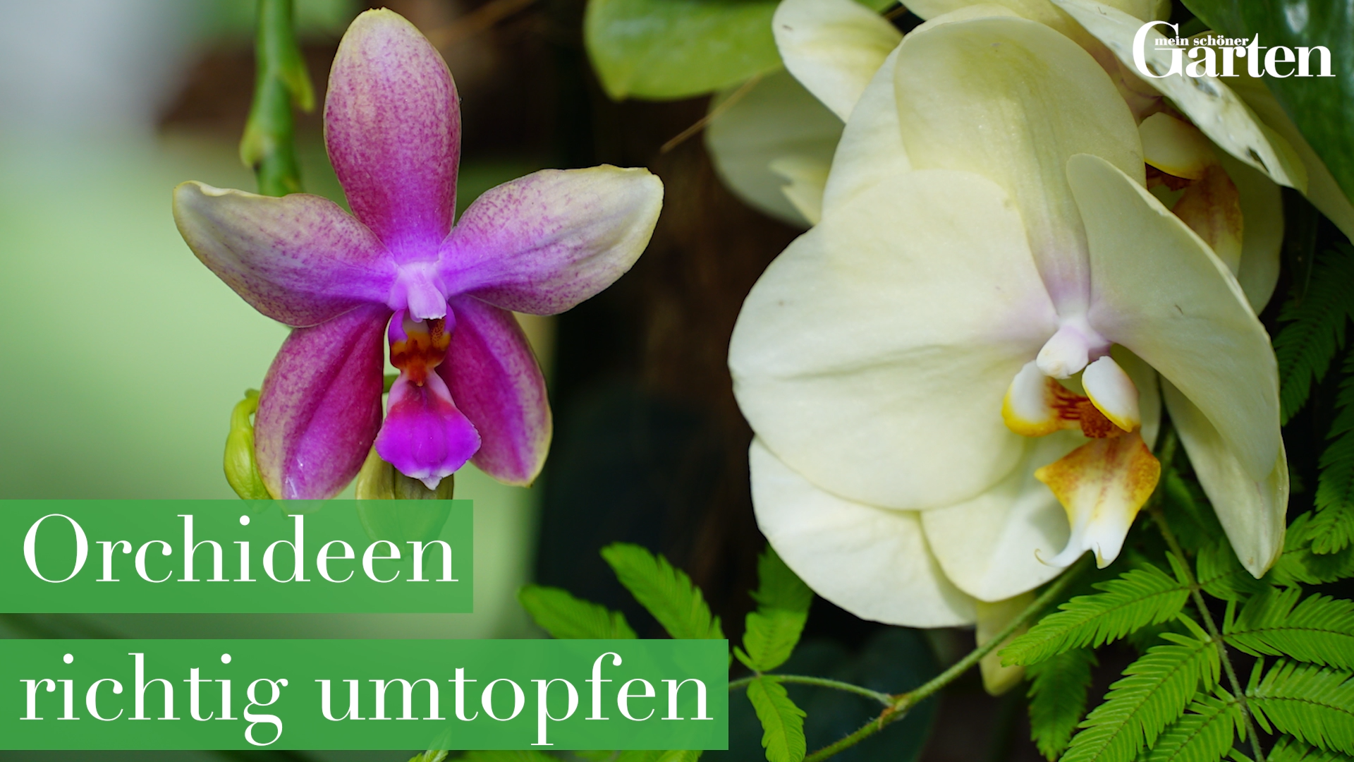 Orchideen richtig umtopfen -   19 plants Decoration design ideas