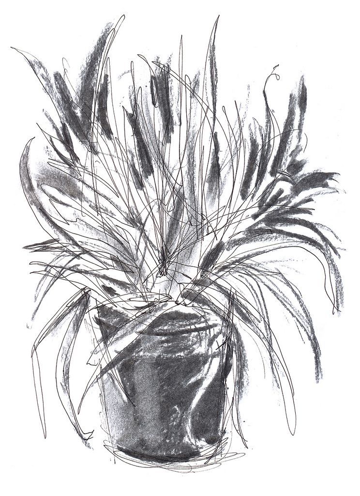 Aloe Vera Plant Sketch -   5 plants Sketch texture ideas