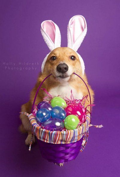 46 Ideas Dogs Photography Ideas Easter -   9 holiday Photography easter ideas