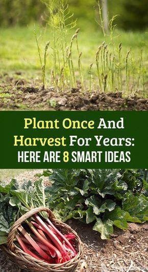 Plant Once And Harvest For Years: Here Are 8 Smart Ideas -   13 planting Garden awesome ideas