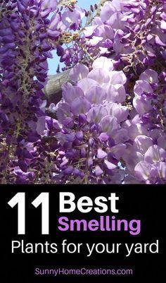 11 Best Smelling Plants for Your Yard - Most Fragrant Plants -   13 planting Garden awesome ideas
