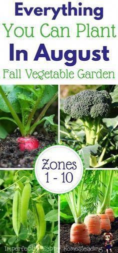 What to Plant in August for An Awesome Fall Garden -   13 planting Garden awesome ideas