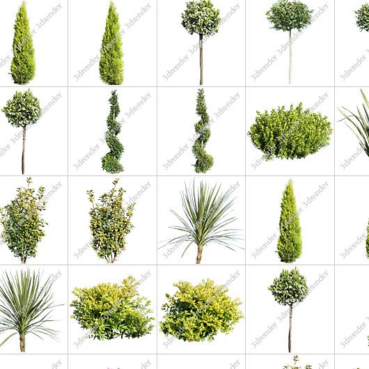 Pro-Viz Plants Textures Vol. 01 -   13 plants Texture landscapes ideas