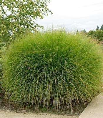 Buy Maiden Grass Plants Online | Free Shipping Over $99 -   13 plants Texture landscapes ideas