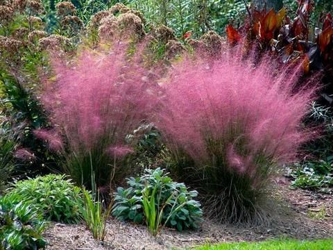 Pink Muhly Grass Care -   13 plants Texture landscapes ideas