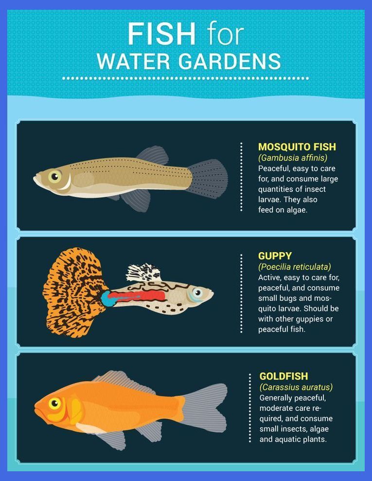 Fish For Water Gardens - Water Features For Small Gardens | Diy Mini Pond | Water Features In... -   14 garden design Water mini pond ideas